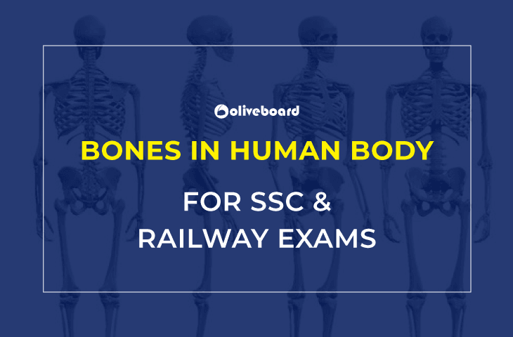 Bones in human body