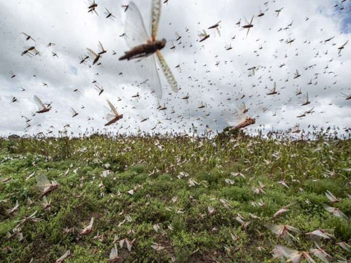 locust attacks in India