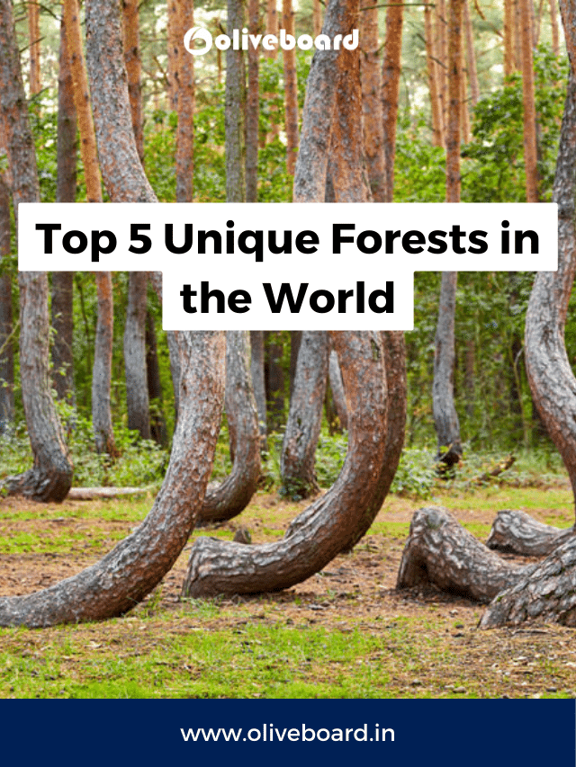 Top 5 Unique Forests in the World