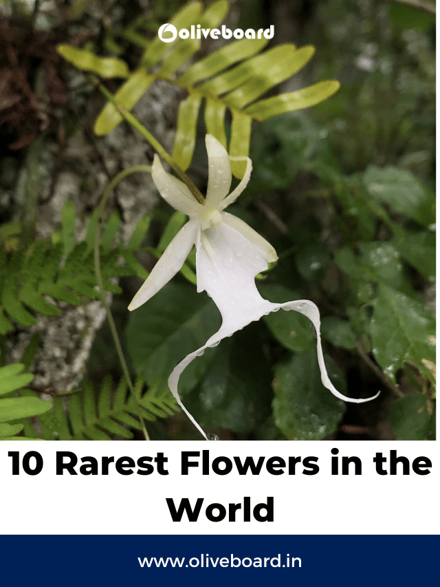 10 Rarest Flowers in the World