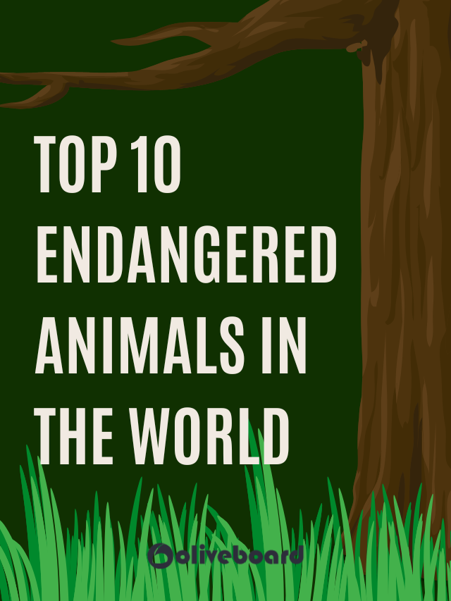Top 10 Endangered Animals in the World