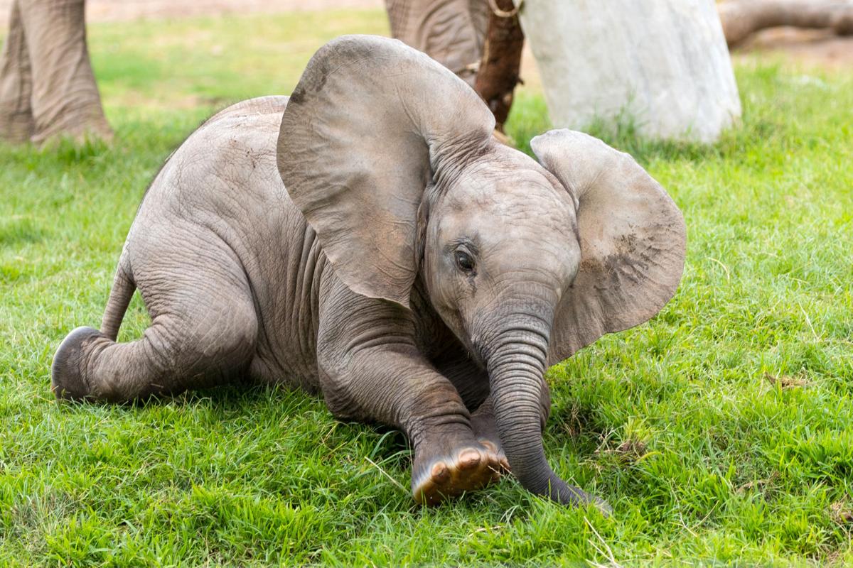 10 Lesser Known Facts About Baby Elephant. Must Check. - Oliveboard