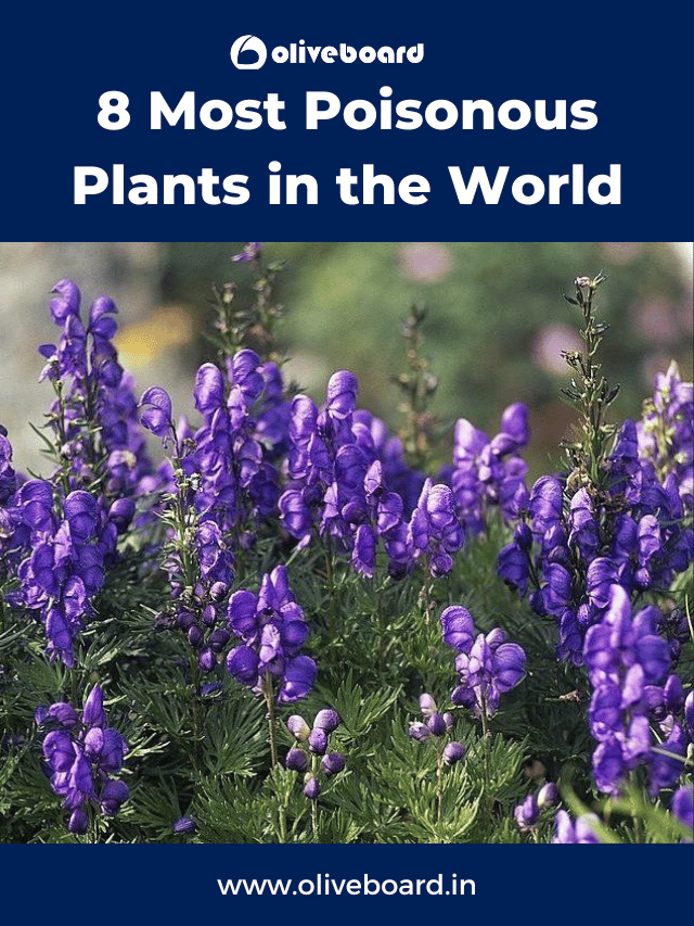 8 Most Poisonous Plants in the World