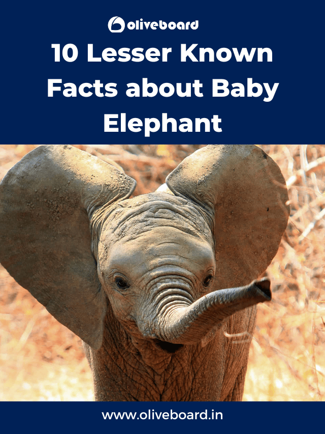 10 Lesser Known facts about Baby Elephant