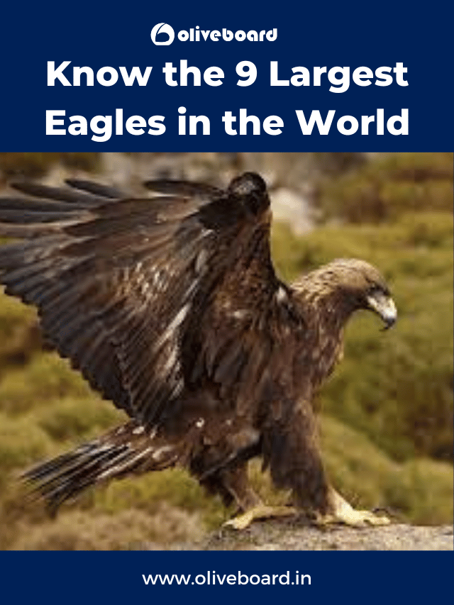 9 Largest Eagles in the World