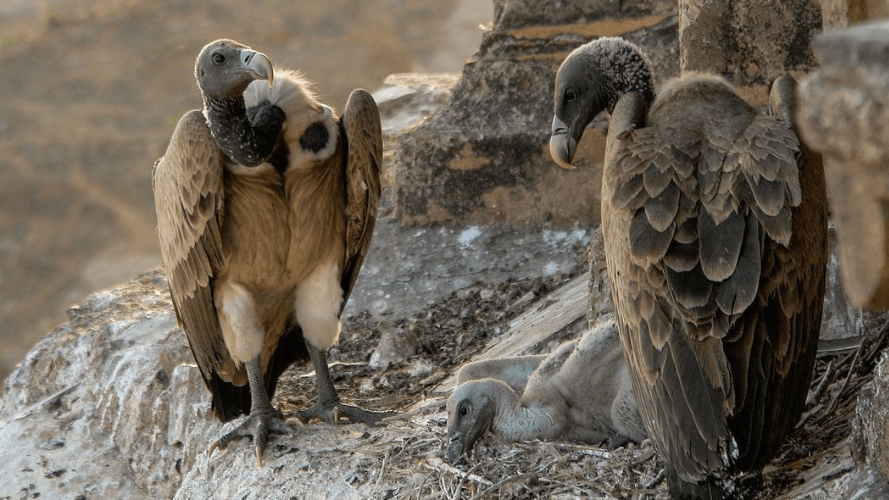 Govt Bans Ketoprofen and Aceclofenac to Save Vultures