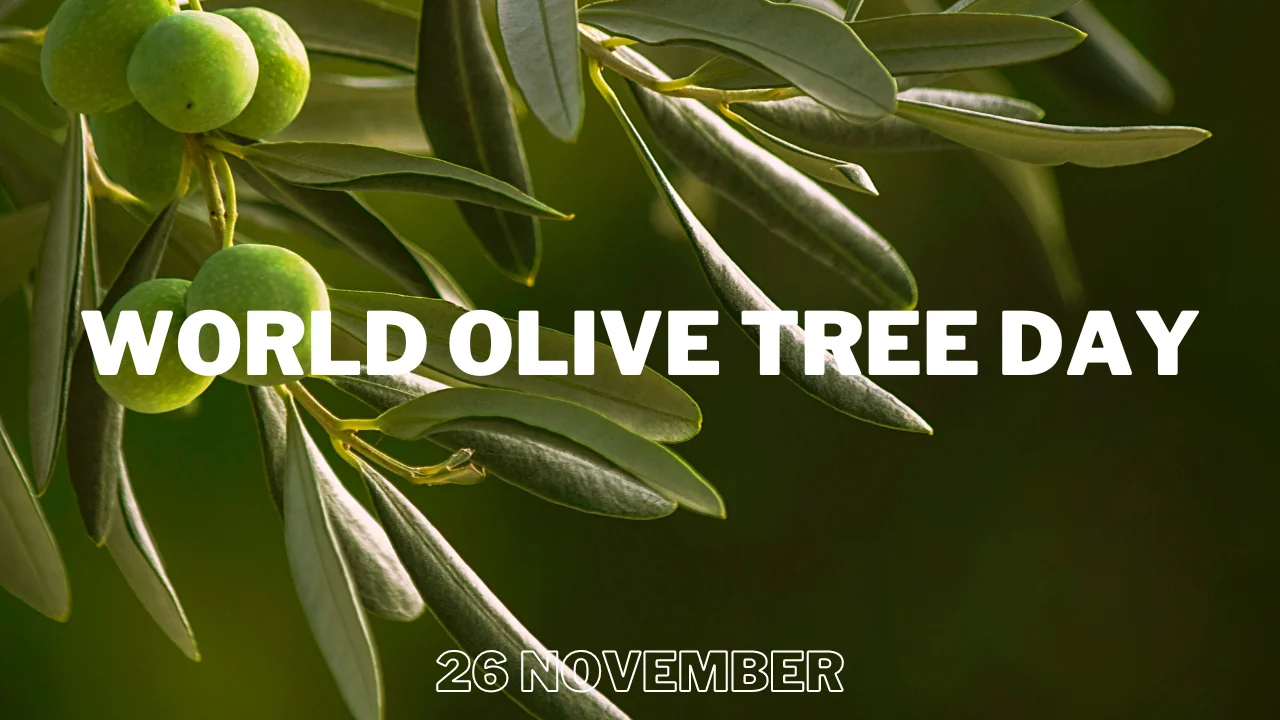 World Olive Tree Day 2023