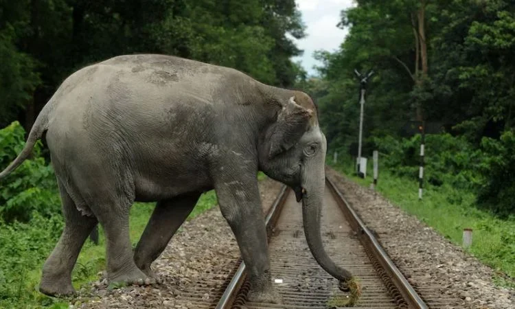 Gajraj System: Railways to install AI-based surveillance system to prevent elephant deaths on track