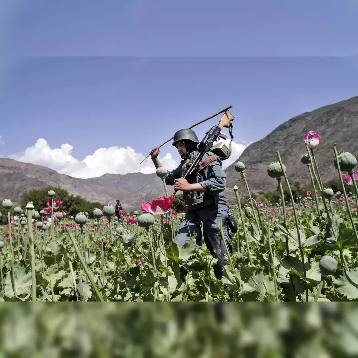 Myanmar surpasses Afghanistan as World’s Largest Source of Opium