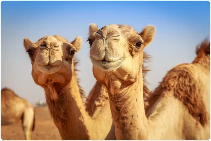UN announces 2024 as the International Year of Camelids