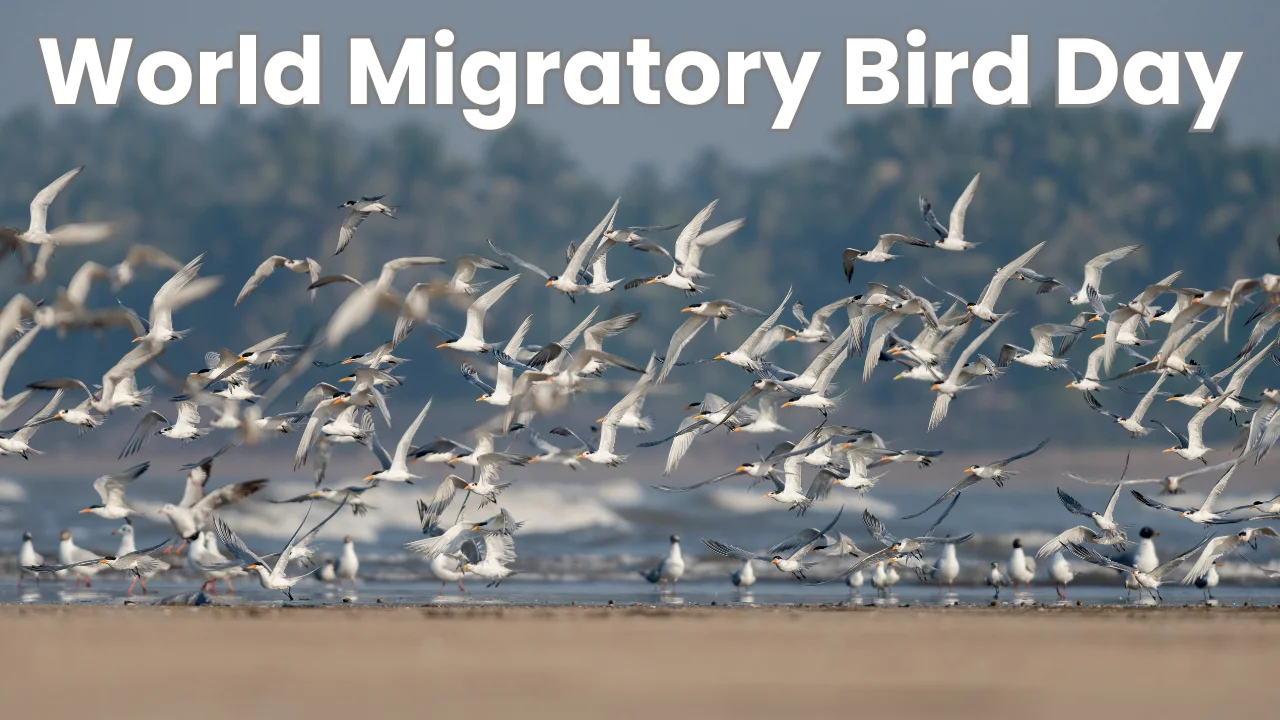 World Migratory Bird Day 2024, Theme, History & Significance