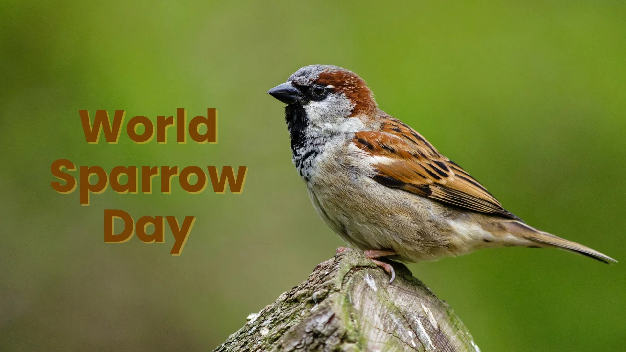 World Sparrow Day 2024 (20th March) Theme & History