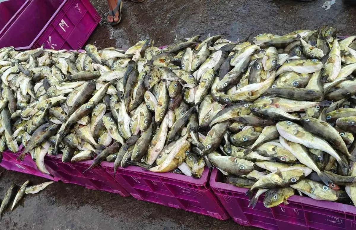 ‘Report Fish Disease’, a mobile app to monitor fish diseases launched