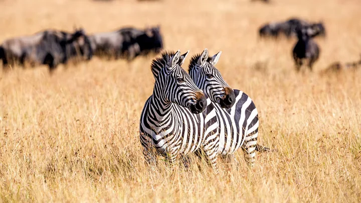 Happy International Zebra Day 2024