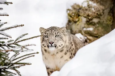 Kyrgyzstan declares snow leopard national symbol