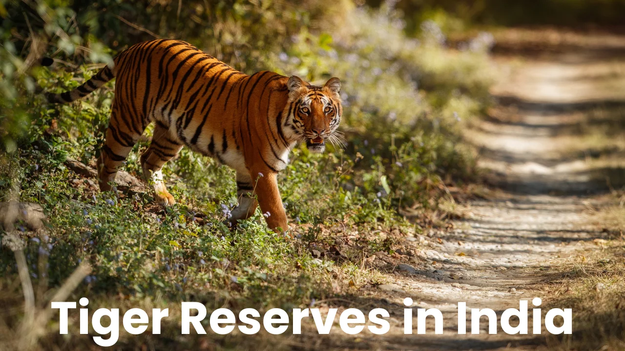 Tiger Reserves in India 2024