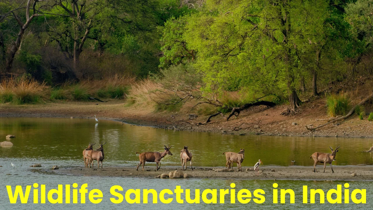 Wildlife Sanctuaries in India 2024, Complete Statewise List