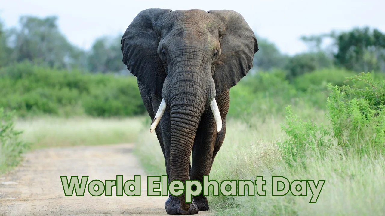 World Elephant Day 2024 (12th August)
