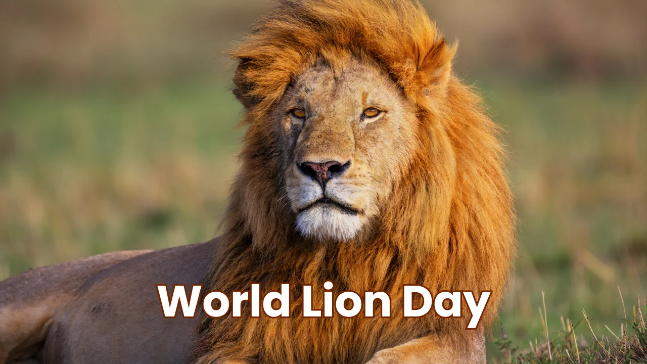 World Lion Day 2024 (10th August)