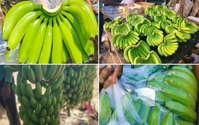 APEDA facilitates the export of bananas from India to Russia via sea