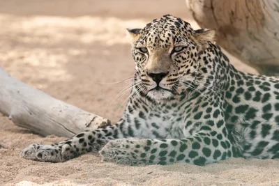 International Day of the Arabian Leopard 2024